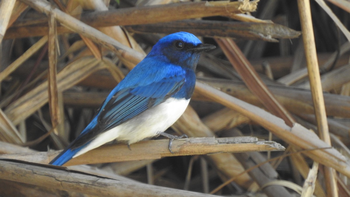 Blue-and-white Flycatcher - ML153066371