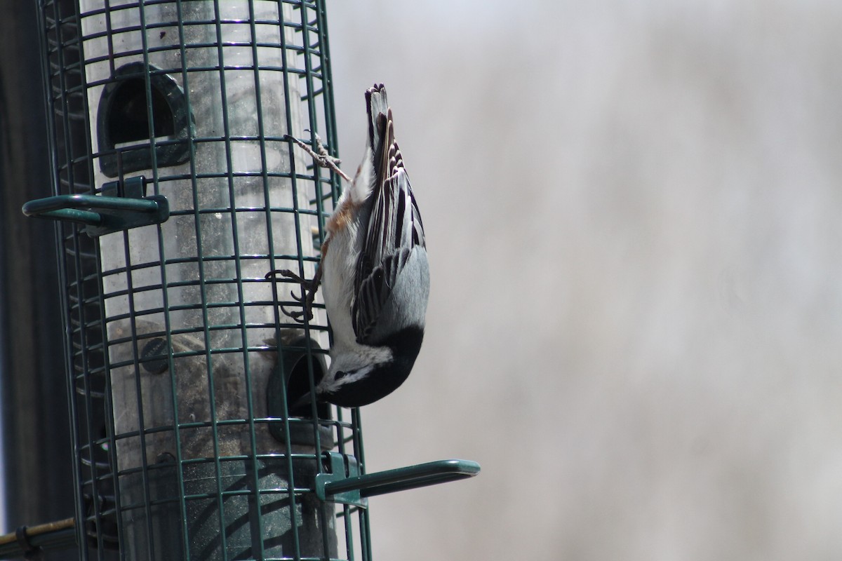 White-breasted Nuthatch - ML153066461