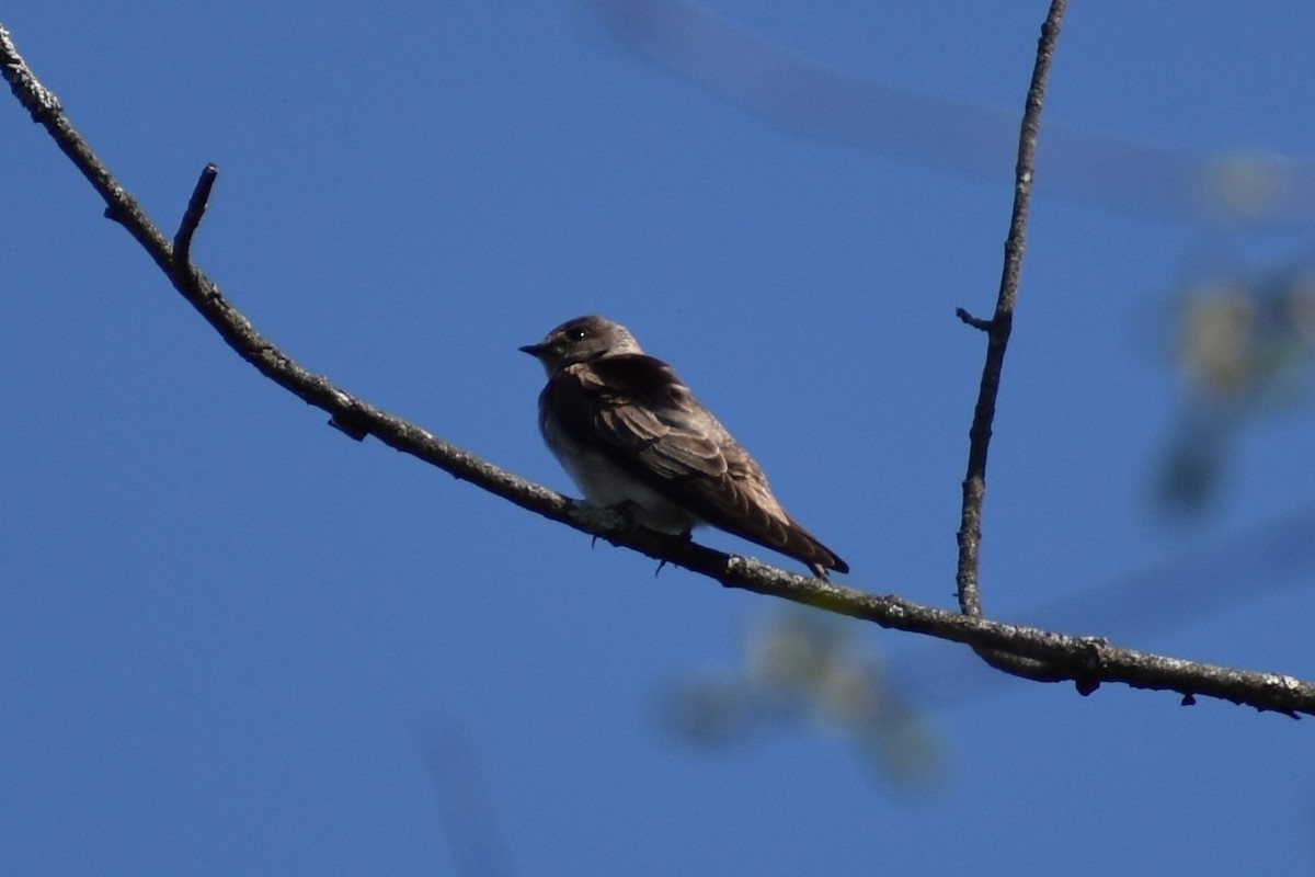 Northern Rough-winged Swallow - ML153066481
