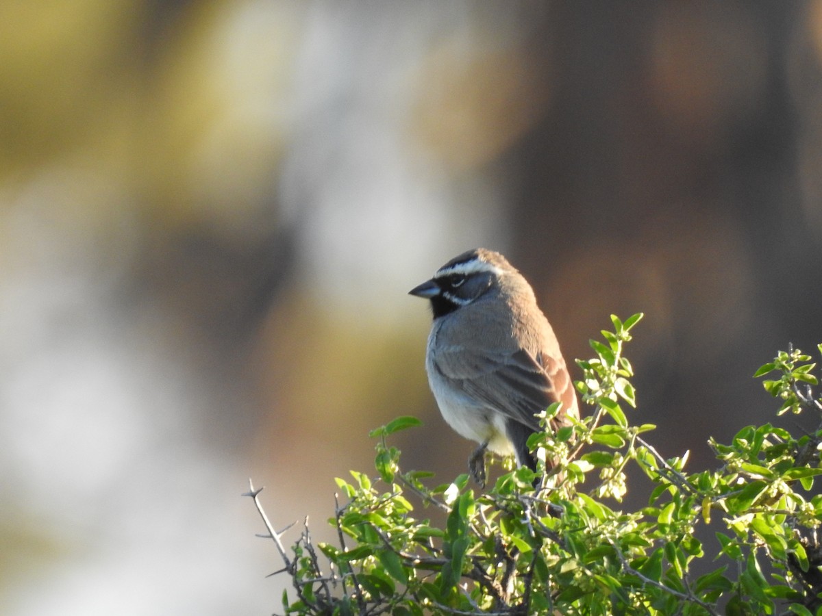 Black-throated Sparrow - ML153066611