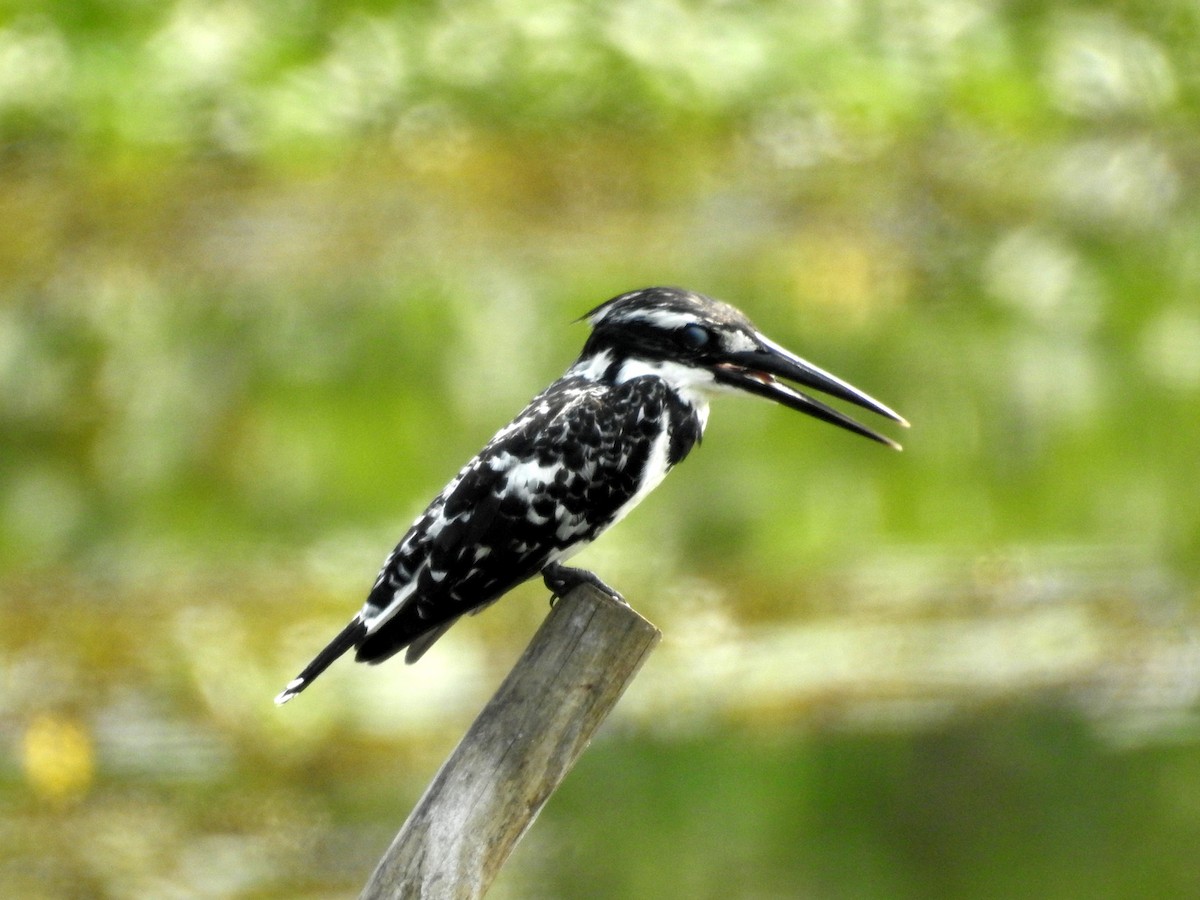 Pied Kingfisher - Manoj Karingamadathil