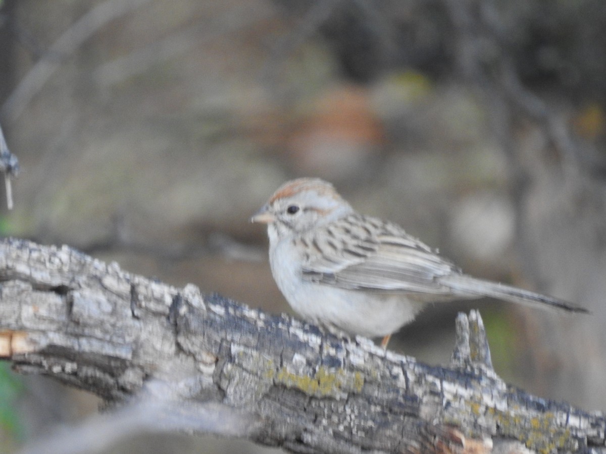Rufous-winged Sparrow - ML153066781
