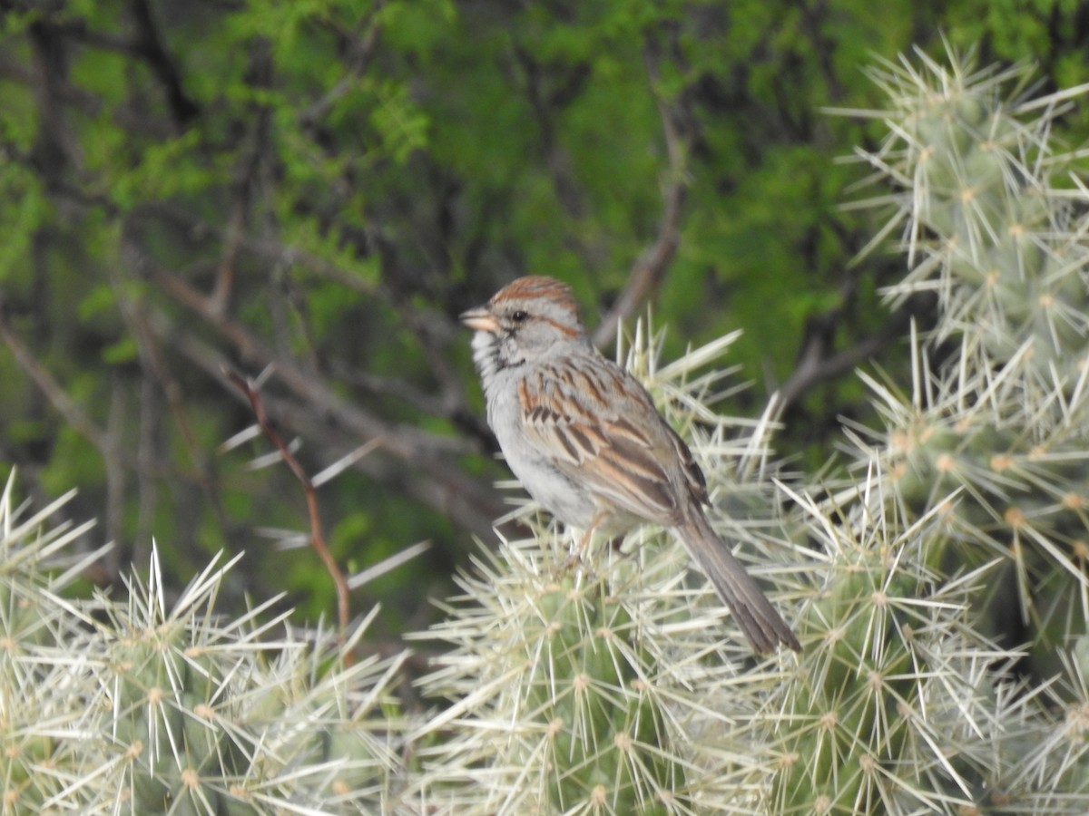 Rufous-winged Sparrow - ML153066791