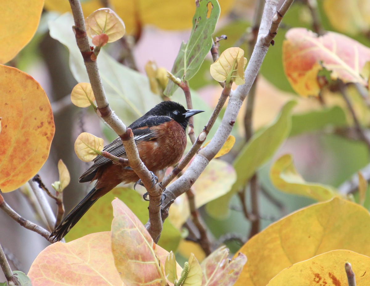 Orchard Oriole - ML153067151