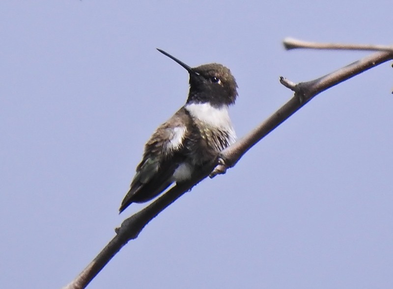 Black-chinned Hummingbird - ML153067201