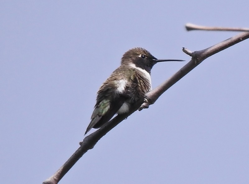 Black-chinned Hummingbird - ML153067211