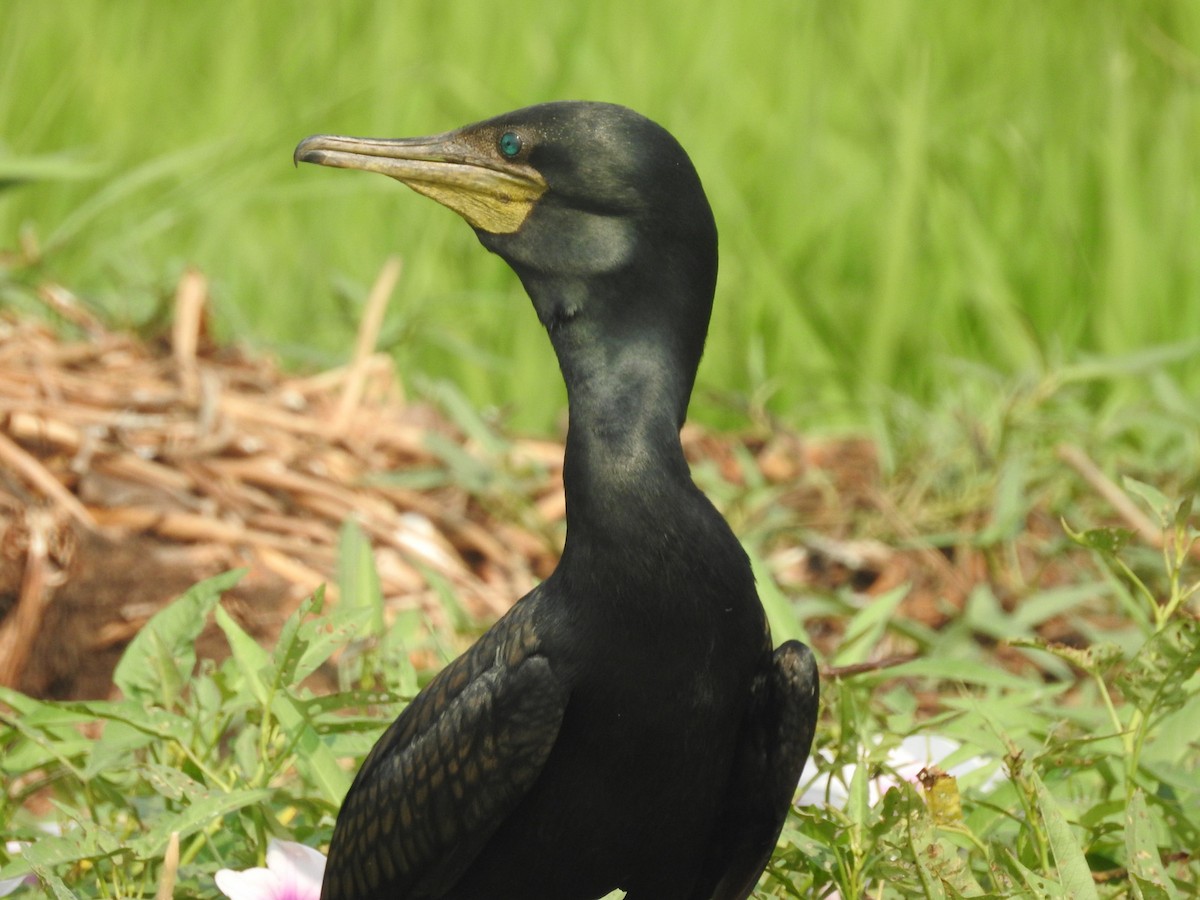 Indian Cormorant - ML153067281