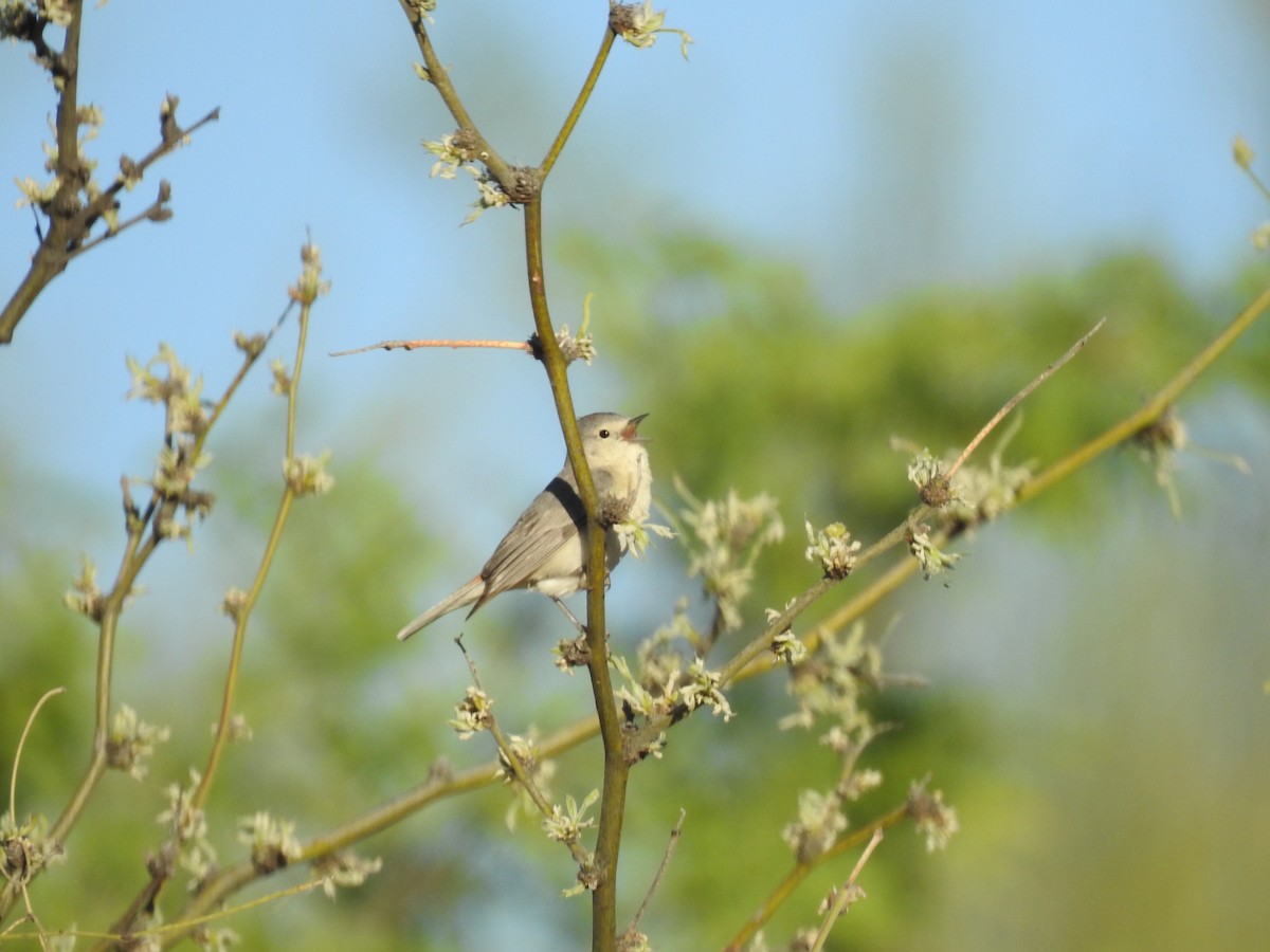 Lucy's Warbler - ML153067421