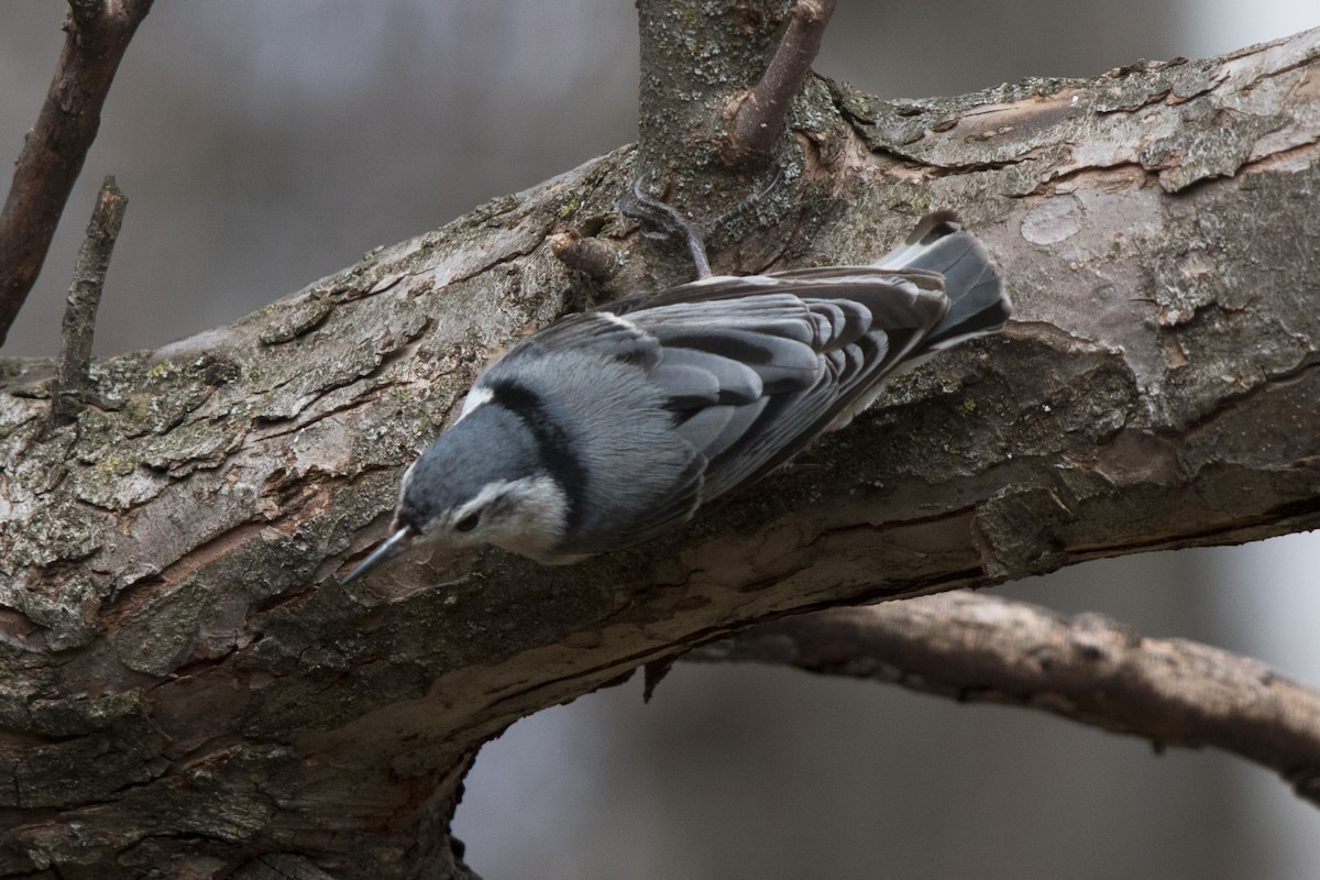 White-breasted Nuthatch - ML153067761