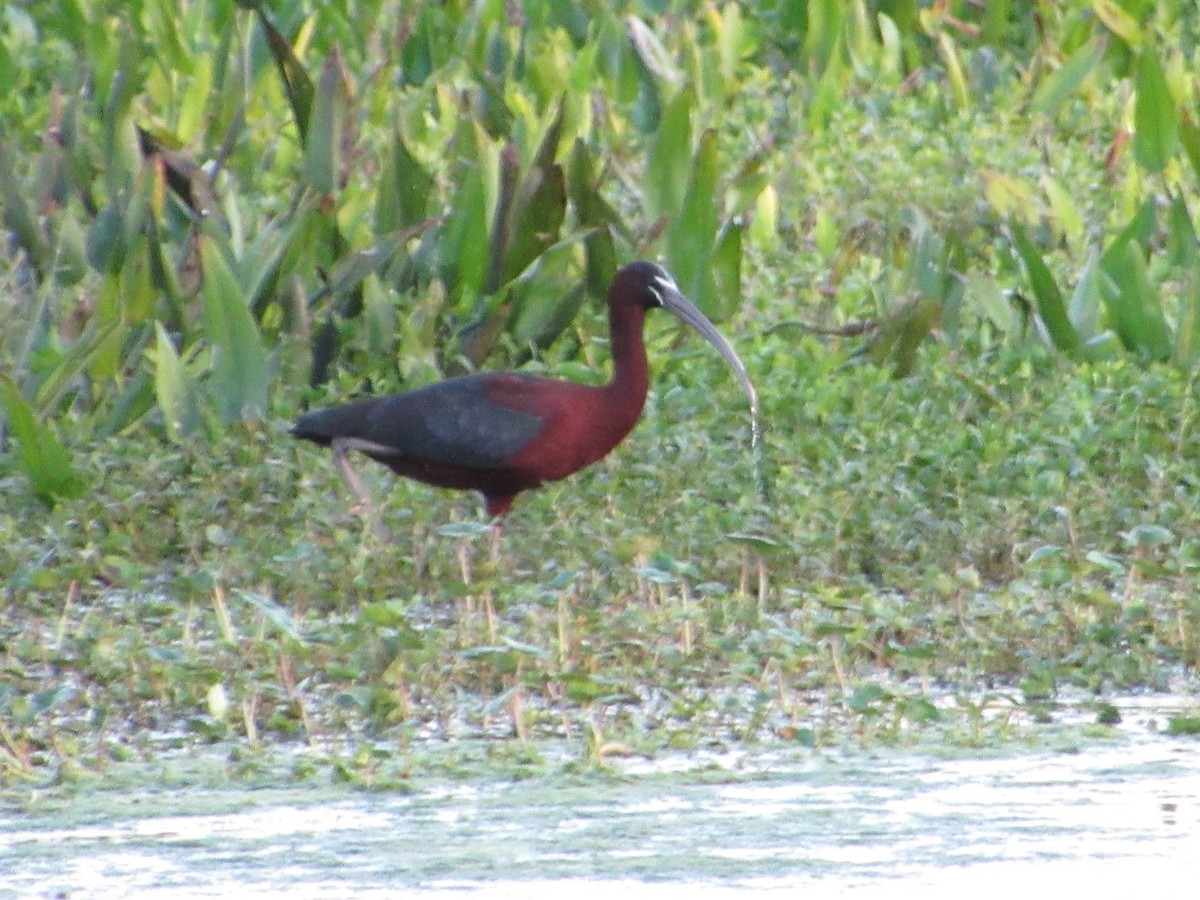 ibis hnědý - ML153067881