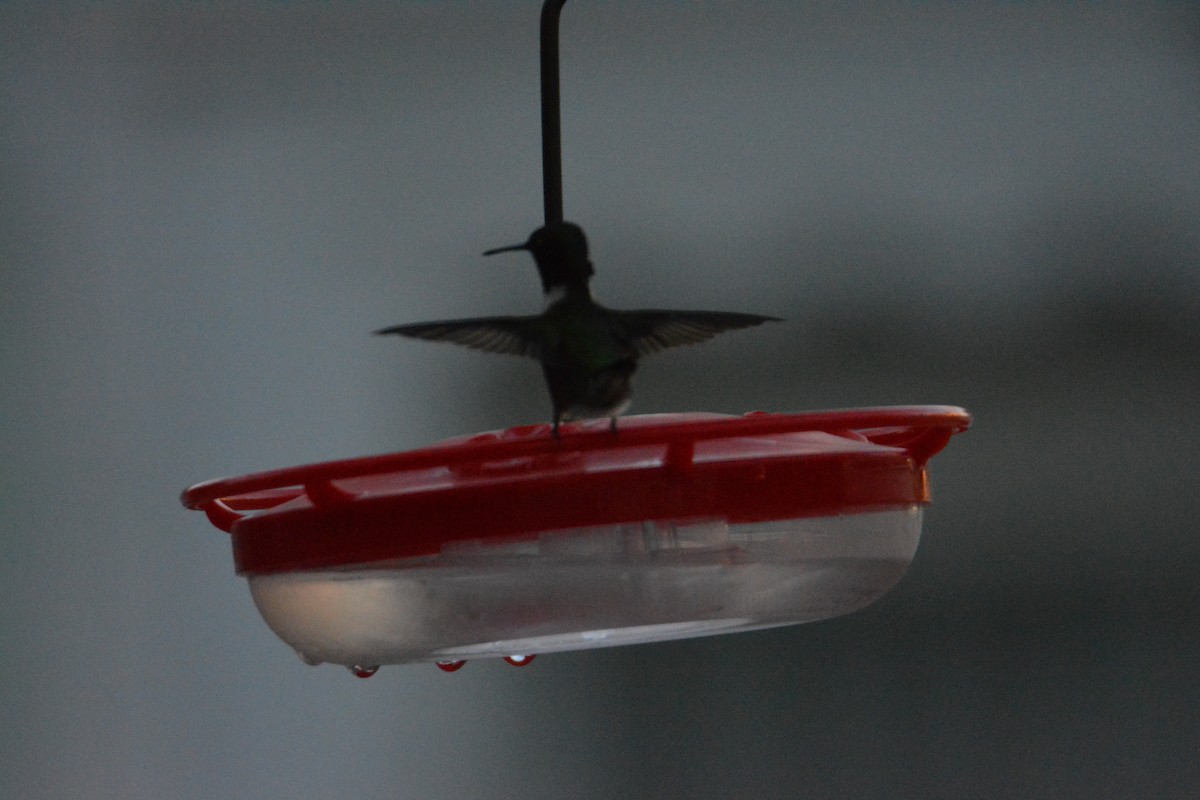 Ruby-throated Hummingbird - ML153067921