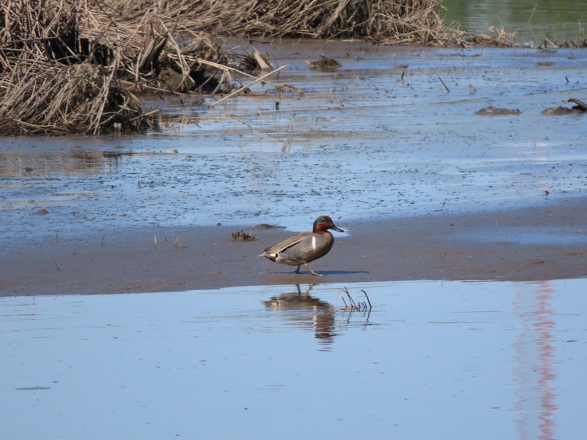 Green-winged Teal - ML153068101