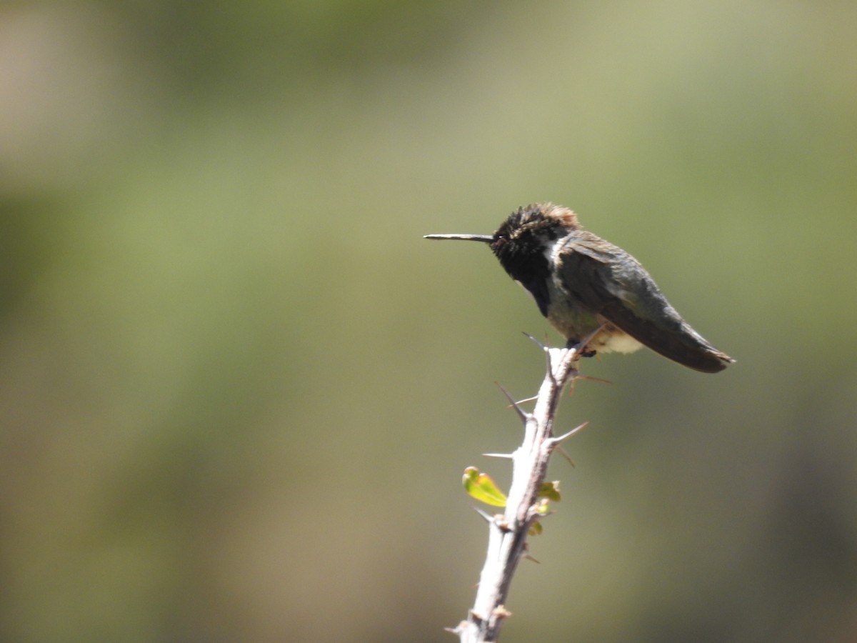 Costa's Hummingbird - ML153068511
