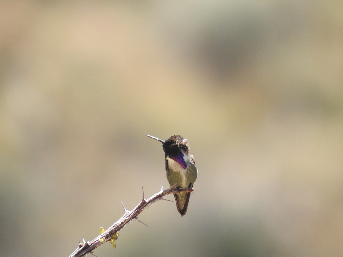 Costa's Hummingbird - Frank Fabbro