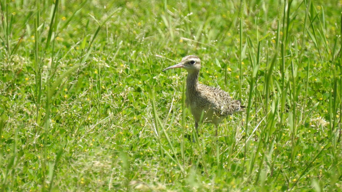 Little Curlew - ML153068541