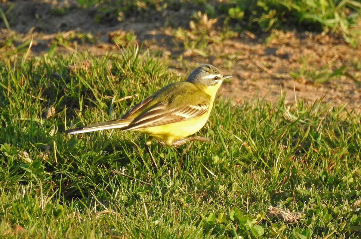 Western Yellow Wagtail - Manfred Schleuning
