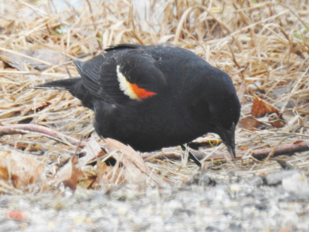Red-winged Blackbird - ML153068641