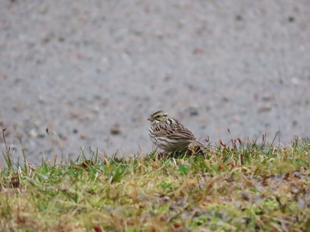 Savannah Sparrow (Savannah) - ML153068651