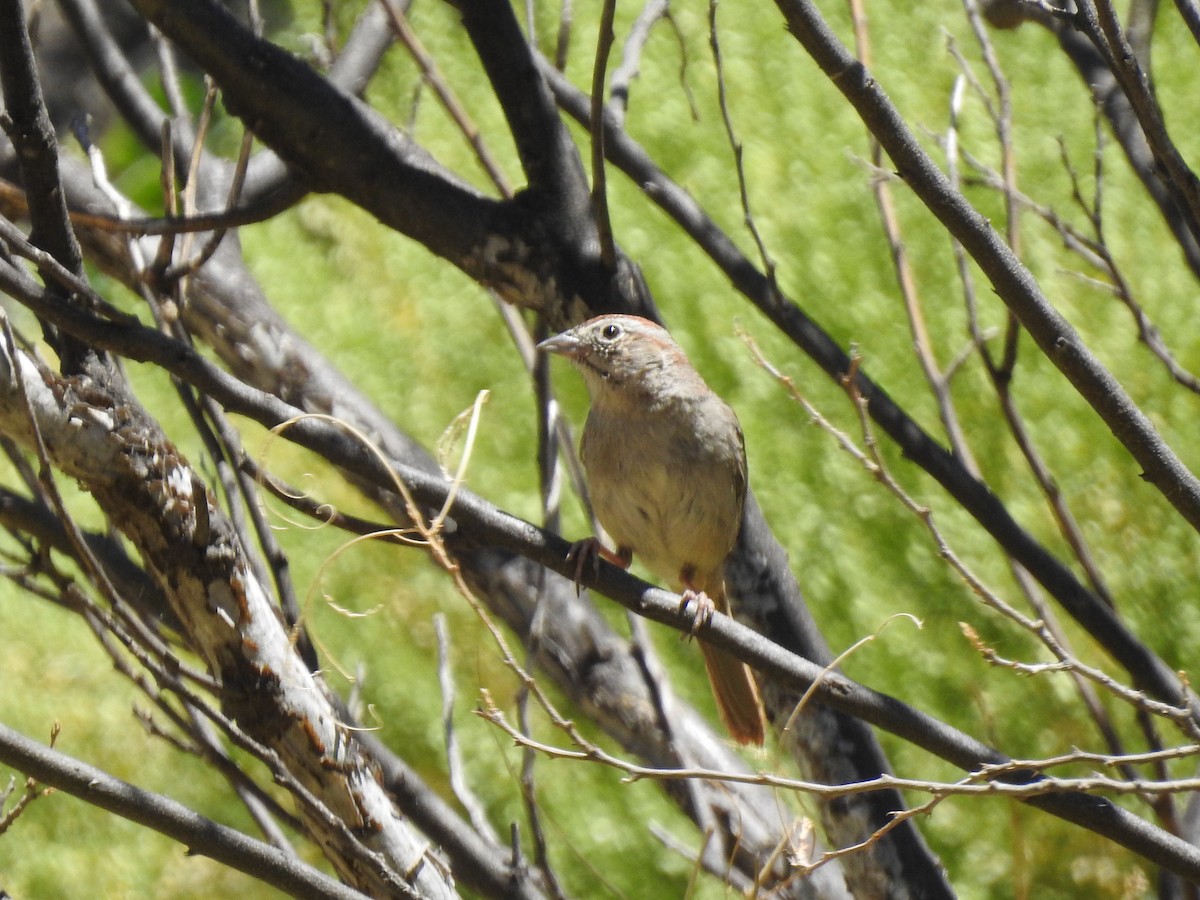 Rufous-crowned Sparrow - ML153068691