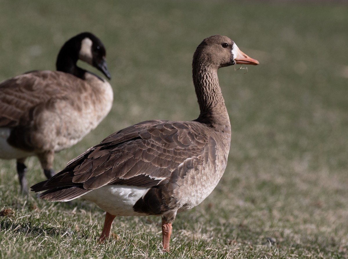 Greater White-fronted Goose - ML153068791