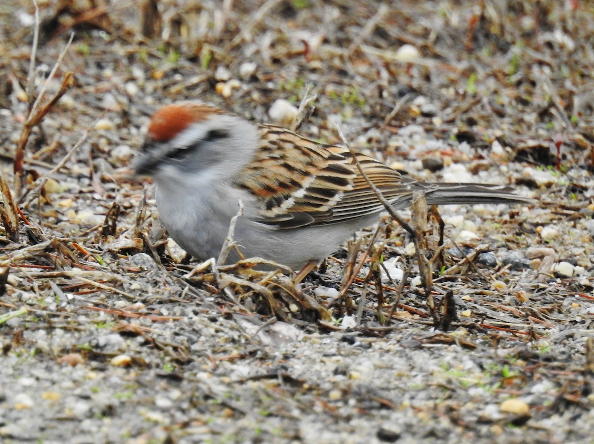 Chipping Sparrow - ML153068871