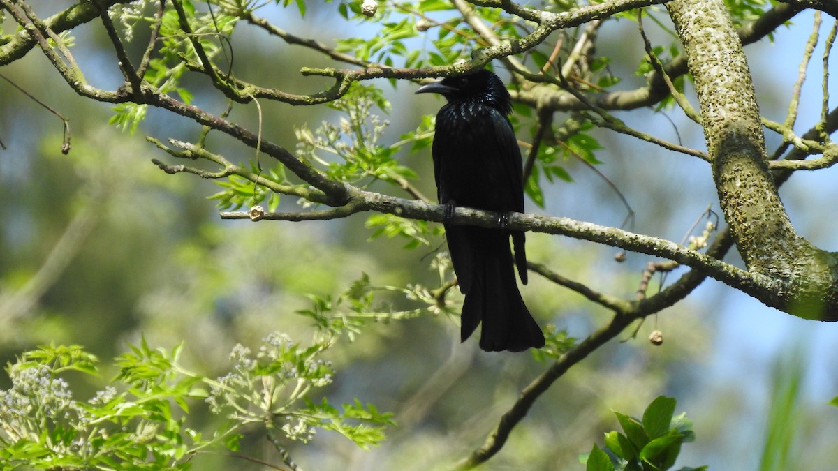 Hair-crested Drongo - ML153068961