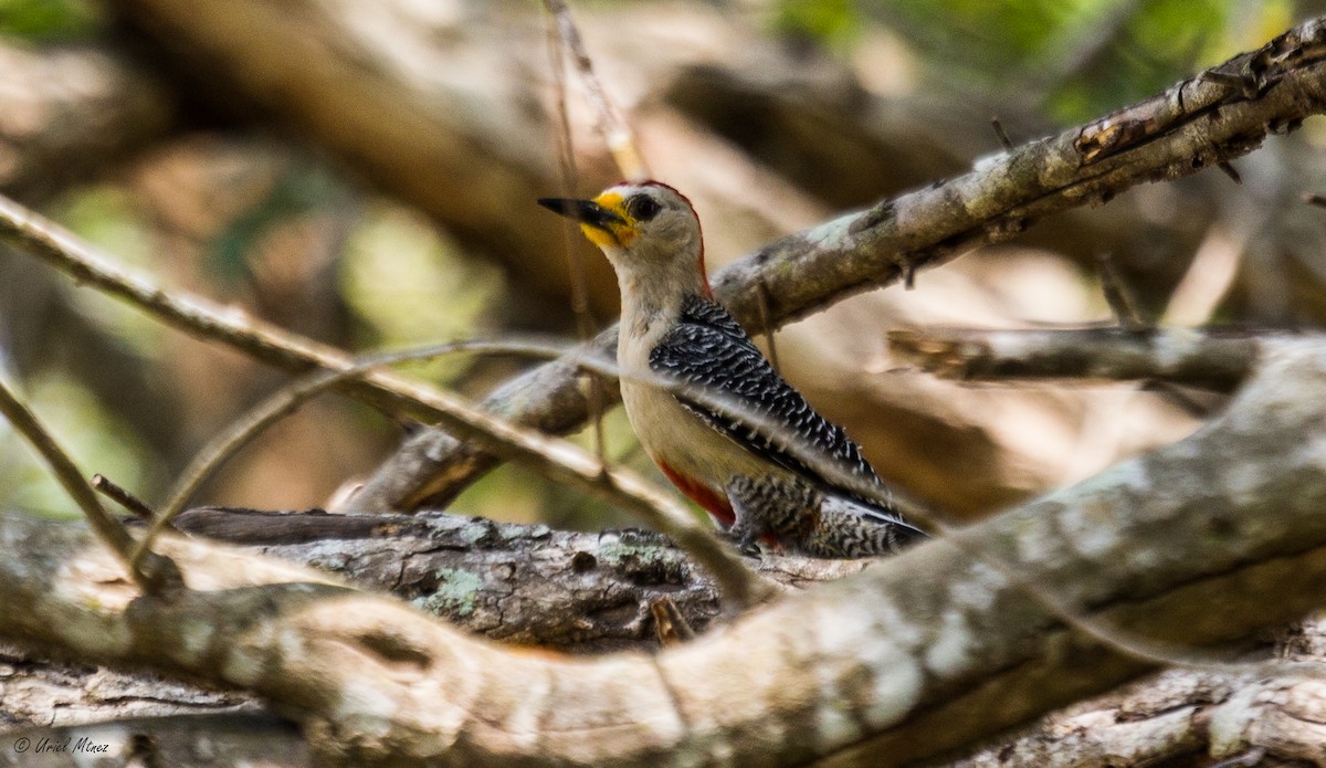 Yucatan Woodpecker - ML153068991