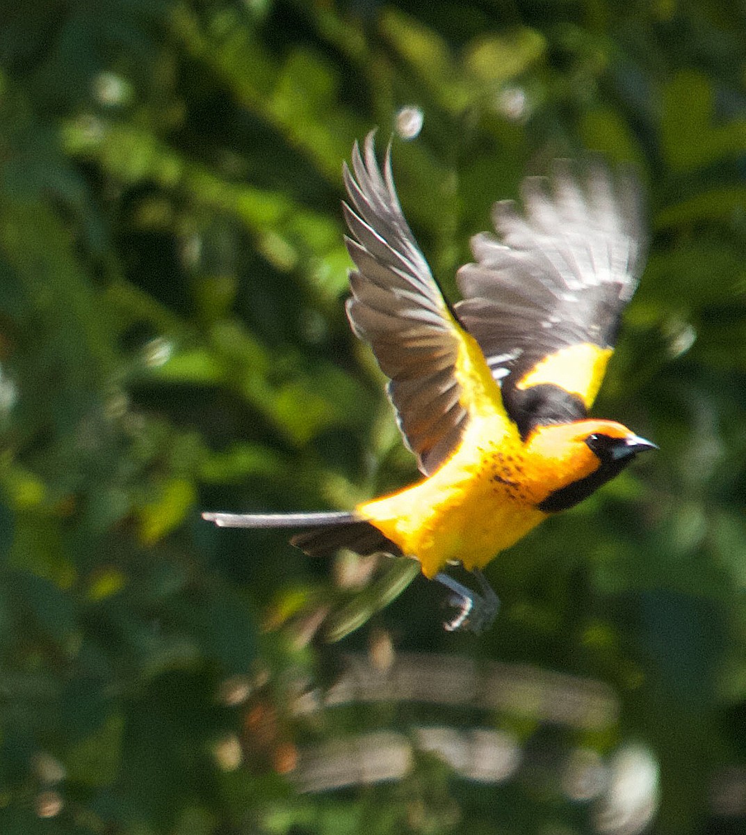 Spot-breasted Oriole - ML153069251