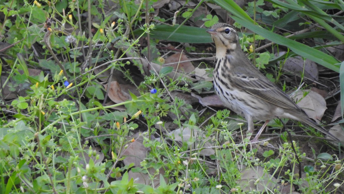 Olive-backed Pipit - ML153069721