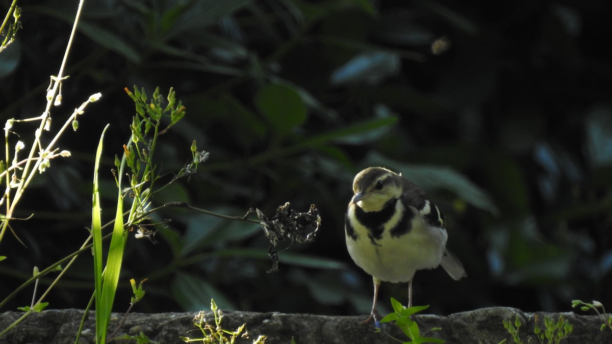Forest Wagtail - ML153071061