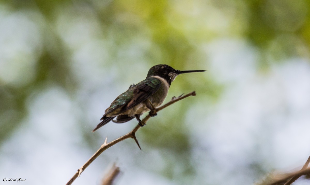 Ruby-throated Hummingbird - ML153071251