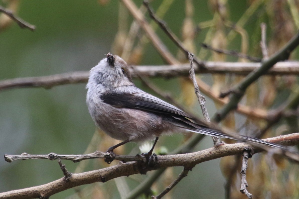 Long-tailed Tit - Gil Ewing