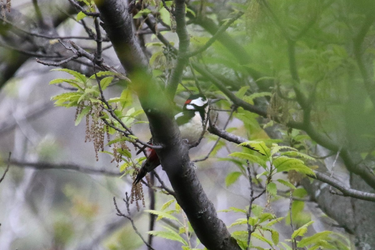 Great Spotted Woodpecker - ML153072091