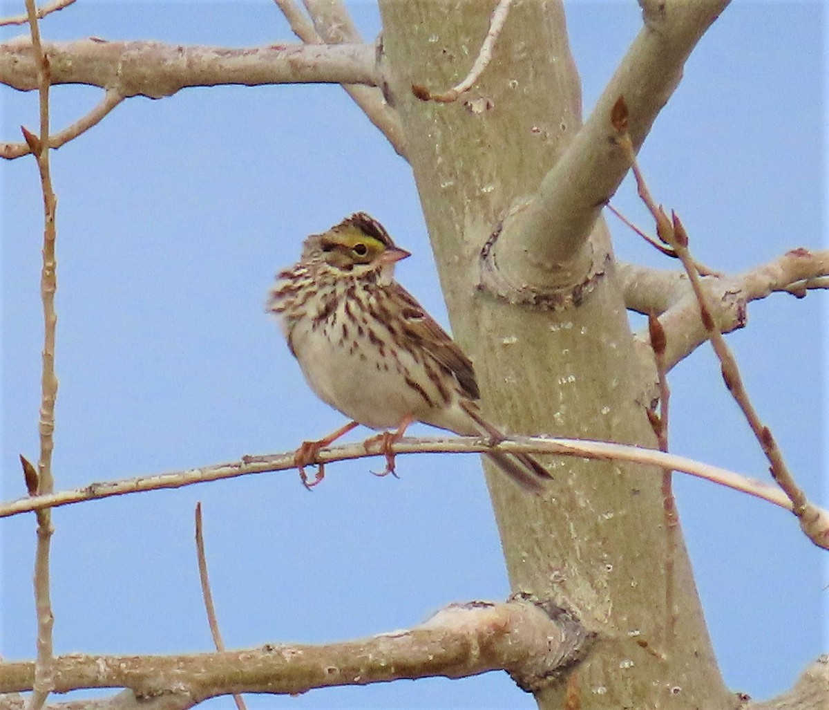 Savannah Sparrow - ML153072181