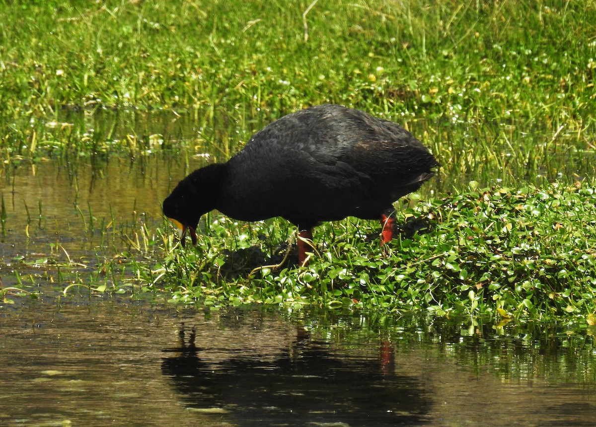 Giant Coot - ML153072541