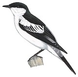 White-winged Triller Illustration