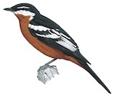 Rufous-bellied Triller Illustration