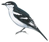 White-browed Triller Illustration