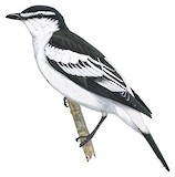 White-rumped Triller Illustration