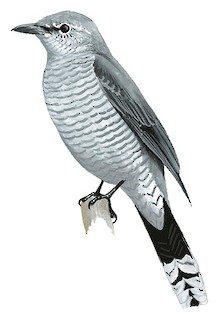 Lalage fimbriata fimbriata