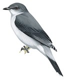 Mauritius Cuckooshrike Illustration