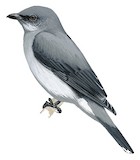 Reunion Cuckooshrike Illustration