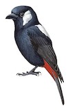 Mountain Peltops Illustration