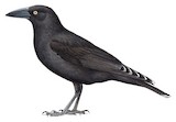 Black Currawong Illustration