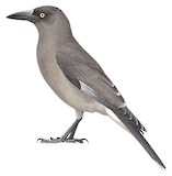 Grey Currawong Illustration