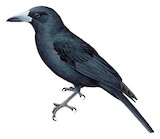 Black Butcherbird Illustration