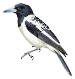 Hooded Butcherbird Illustration