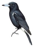 Tagula Butcherbird Illustration