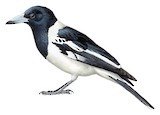 Pied Butcherbird Illustration