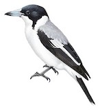 Silver-backed Butcherbird Illustration